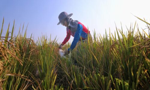 Tiga negeri Jelapang Padi Selatan