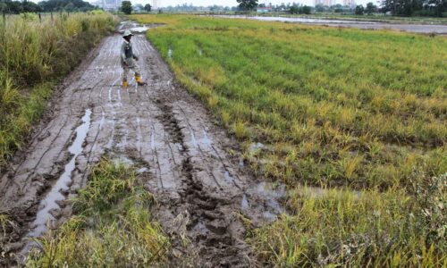 Projek jangka panjang pengairan sawah padi bermula hujung tahun ini