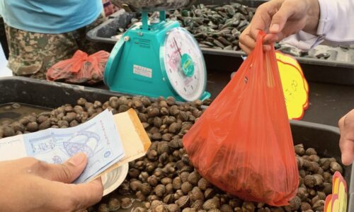 Kupang, kerang dari perairan Melaka dihentikan jualan di pasaran