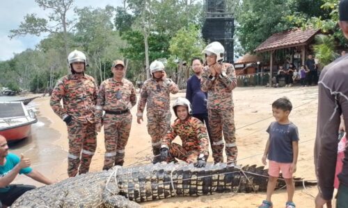 Lebih satu jam ‘lawan’ buaya tembaga