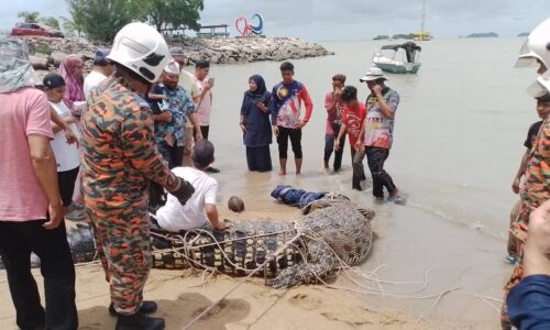 Nelayan tangkap buaya tembaga di Pantai Siring