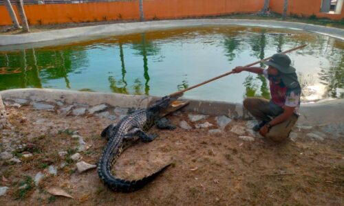 Berlatih jinak buaya sejak darjah tiga