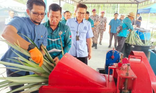 Sisa nanas ‘bonus’ lumayan kepada pekebun – LPNM