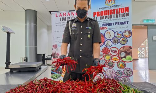 MAQIS rampas cili tanpa permit dari Indonesia