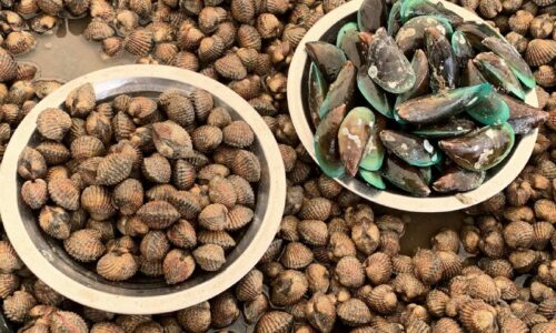 Kupang di Port Dickson disahkan beracun, dicemari biotoksin