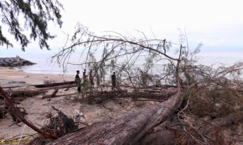 Jawatankuasa Cantasan Pokok tindakan jangka panjang atasi pokok tumbang