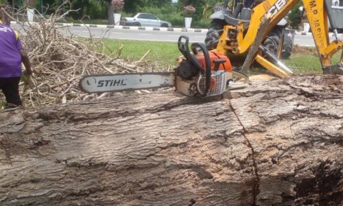 MPJ kenal pasti pokok berbahaya, berisiko