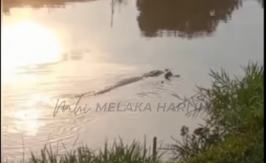 Buaya