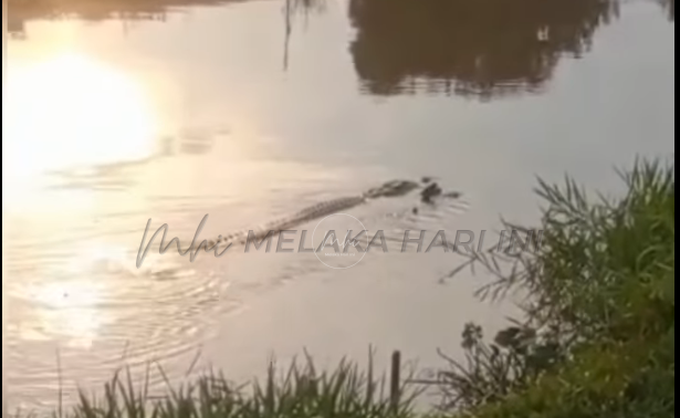 Buaya
