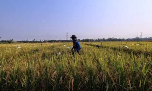 Melaka mohon peruntukan tambahan RM5 juta projek skim pengairan sawah di Bukit Rambai