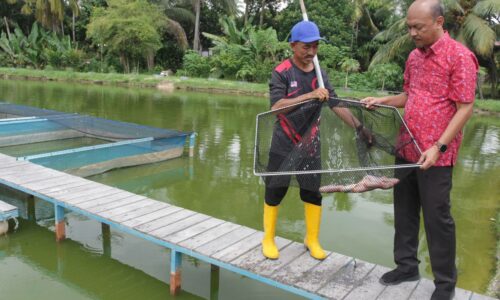 Rebut peluang jadi usahawan tani