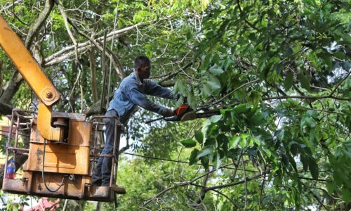 MPHTJ ambil langkah proaktif cantas, tebang pokok berisiko