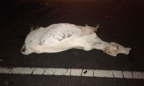 Enam ekor lembu mati dilanggar treler