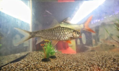 Penternakan ikan kelah di Brisu tarikan agropelancongan baharu Melaka