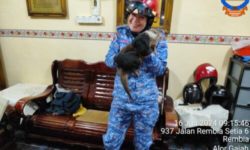 Memerang tersesat masuk rumah