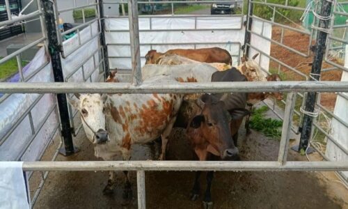 MPJ tangkap tujuh lembu terbiar