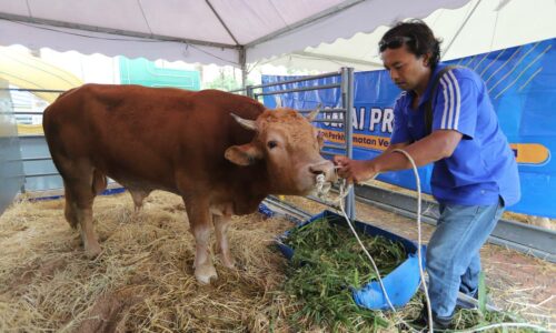 Pesara ‘Navy’ ternak lembu sado