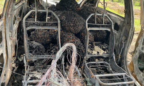 PROTON IRIZ ‘ANGKUT’ TANDAN KELAPA SAWIT CURI RENTUNG