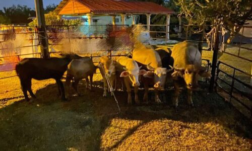 TUJUH TERNAKAN DILELONG JIKA TIDAK DITUNTUT – MPAG