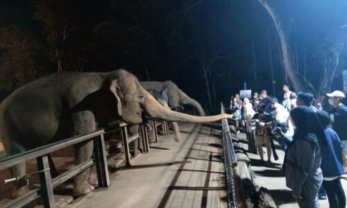 NIGHT SAFARI JADI PILIHAN BILA LARUT MALAM