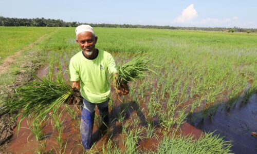 BENIH PADI MELAKA MURAH, HASIL BERKUALITI, TUAIAN MENINGKAT