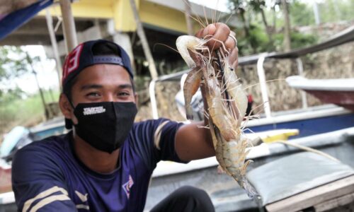 ELAK UDANG GALAH PUPUS DI SUNGAI PAYA LEBAR