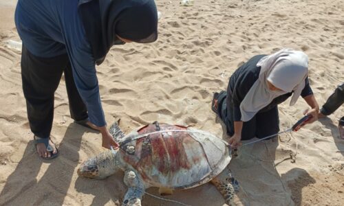 MELAKA REKOD TIGA KES KEMATIAN PENYU KARAH TAHUN INI