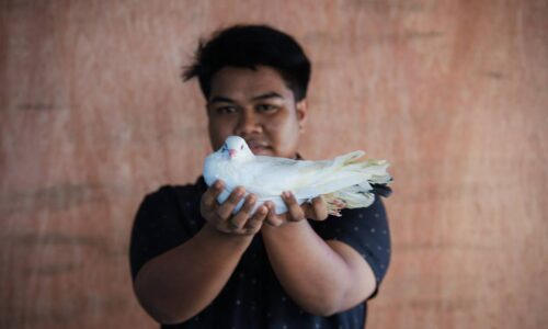 REZEKI BURUNG MERPATI