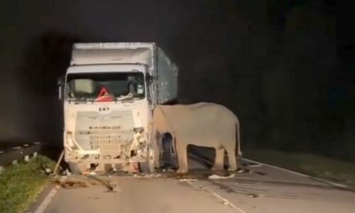 ANAK GAJAH JANTAN MATI DILANGGAR LORI KONTENA DI GERIK