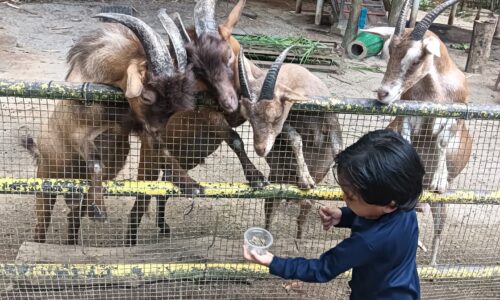 ZOO MELAKA KENA SERBU SEMPENA CUTI SEKOLAH