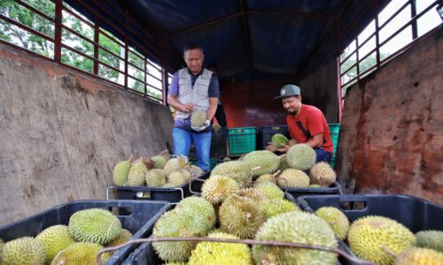 MAKAN DURIAN SAMPAI PUAS DI MELAKA AGROFEST 2025