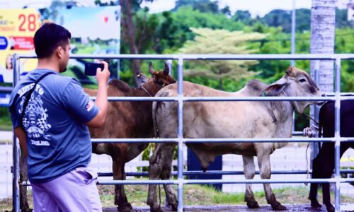 MELAKA ‘TUMBANG’ LEBIH 5,000 LEMBU SEMPENA AIDILADHA