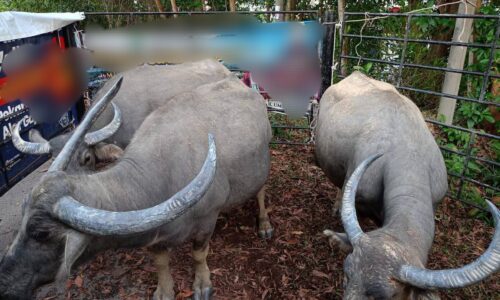 TERNAKAN BERKELIARAN: MPAG KELUAR 50 NOTIS KOMPAUN TAHUN INI