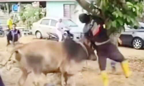 WARGA EMAS PATAH TULANG RUSUK DITANDUK LEMBU