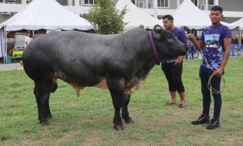 MELAKA AGROFEST 2025: SEDIA HADIAH CABUTAN BERTUAH ANAK LEMBU SADO