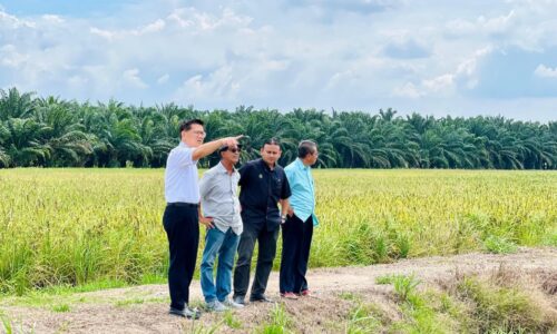BERITA GEMBIRA BUAT PESAWAH DUN KLEBANG