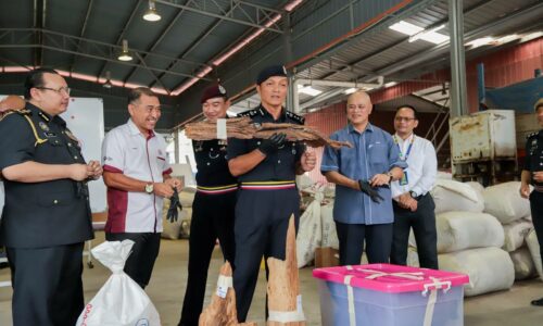 KAYU GAHARU, KAYU KARAS LEBIH RM100 JUTA DIRAMPAS