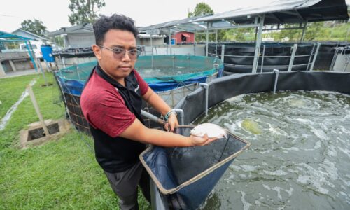 KOLAM PINTAR: IKAN DITERNAK BERKUALITI, TIADA RASA TANAH