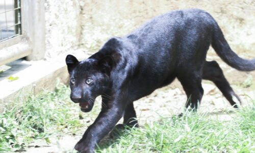 ‘JEBAT’ IKON BAHARU ZOO MELAKA