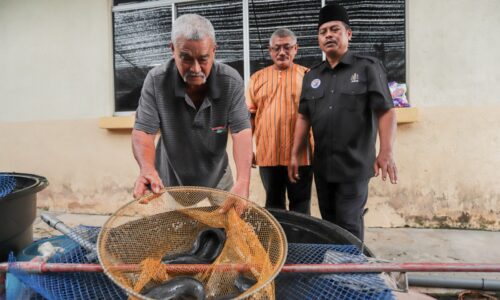 TERNAKAN IKAN KELI ERATKAN PERPADUAN PENDUDUK DUA TAMAN PERUMAHAN