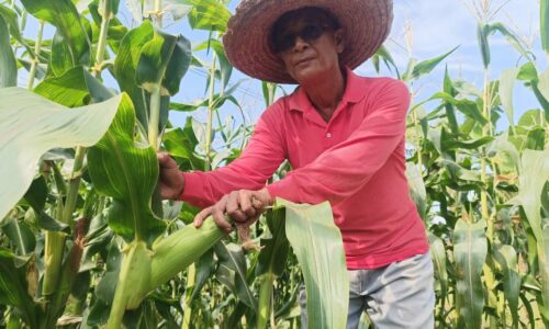 JAGUNG ‘ONLINE’ JELATANG