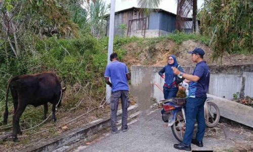 HAIWAN TERNAKAN BERKELIARAN, MPJ AMBIL TINDAKAN TEGAS