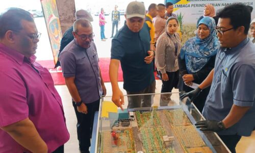 TANAMAN NANAS DI MELAKA MENINGKAT 143 PERATUS, TERTINGGI DALAM NEGARA