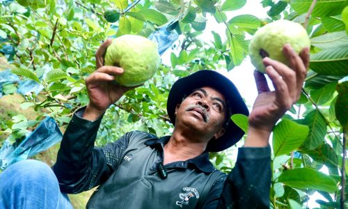 DAPAT ILHAM KETIKA PKP, JAMBU LOHAN SOLOK GAUNG KINI JADI REBUTAN