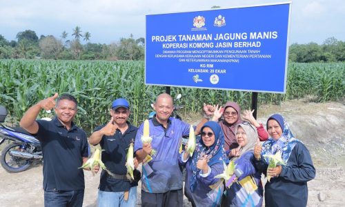 JURUTEKNIK KILANG KINI MENUAI REZEKI DI LADANG JAGUNG
