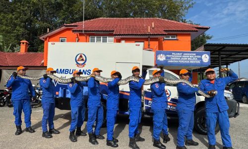 BUNYI BISING BELAKANG RUMAH RUPANYA ULAR SAWA 100KG