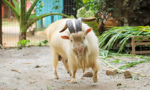 KENALI ‘AIDIL & ATIN’, KAMBING PALING POPULAR DI ZOO MELAKA