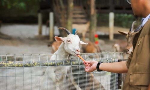 ZOO MELAKA MILIKI KLINIK DAN DAPUR HAIWAN