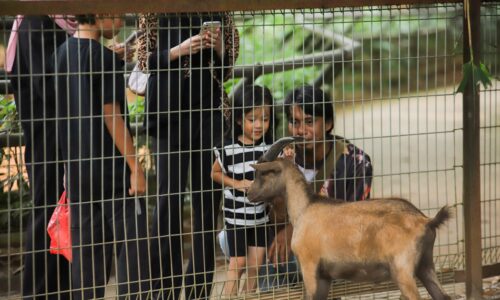 ZOO MELAKA GAMIT LEBIH 300,000 PENGUNJUNG TAHUN LALU