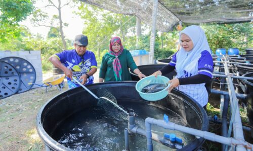 IKAN KELI AIR PERIGI RASA LEBIH ENAK
